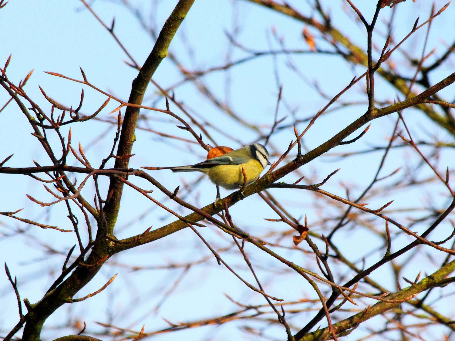 Blue Tit