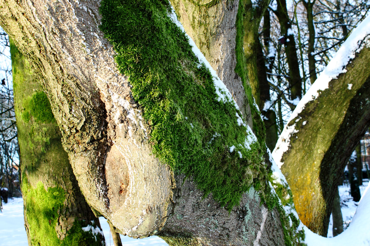 Mossy Tree
