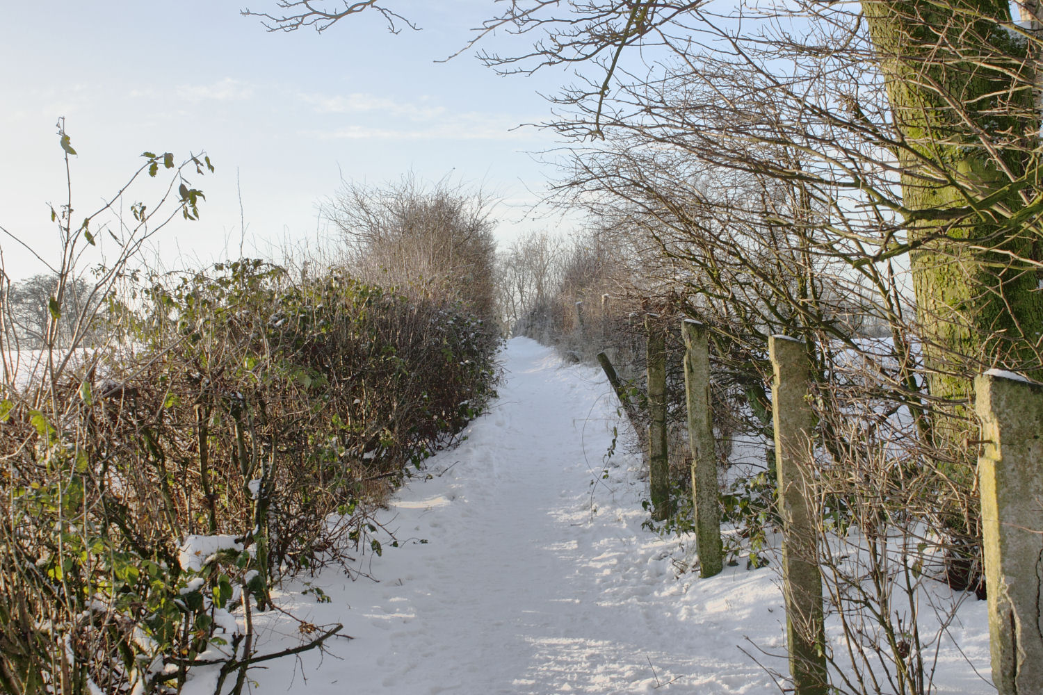 Path (HDRI)