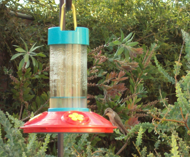 Hummingbird