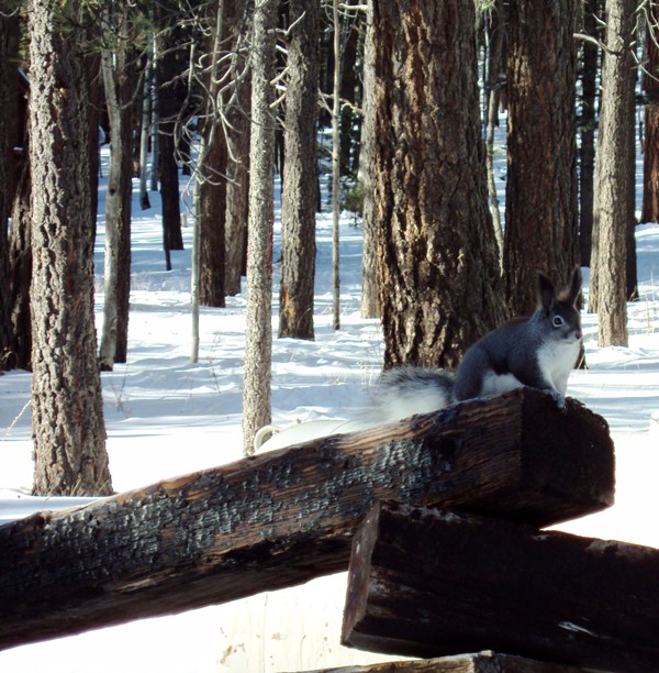 Squirrel in Greer, AZ