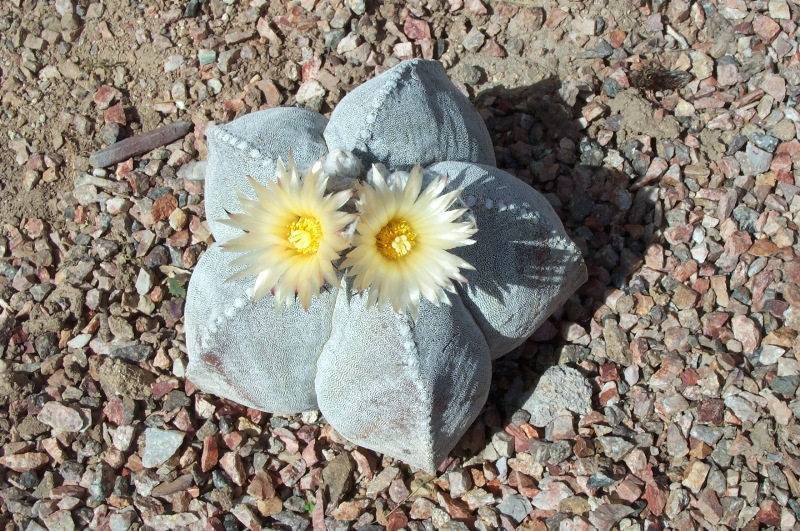 Cacti Garden