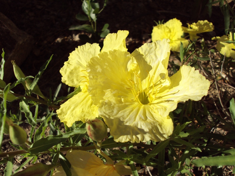 Evening Primrose