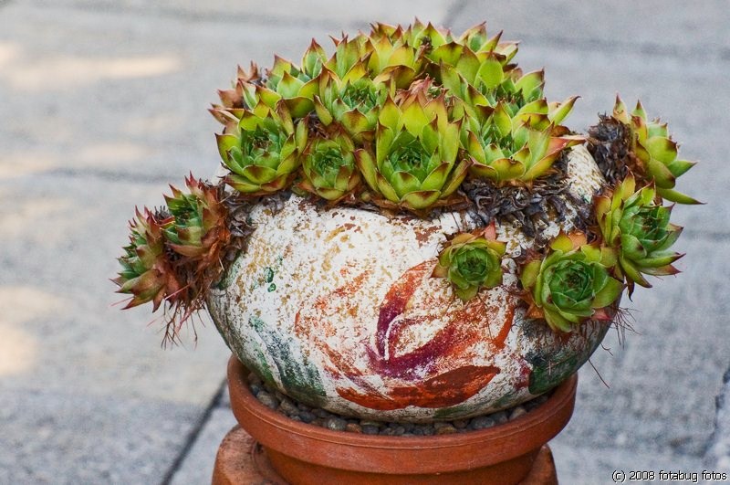 Hen and chicks