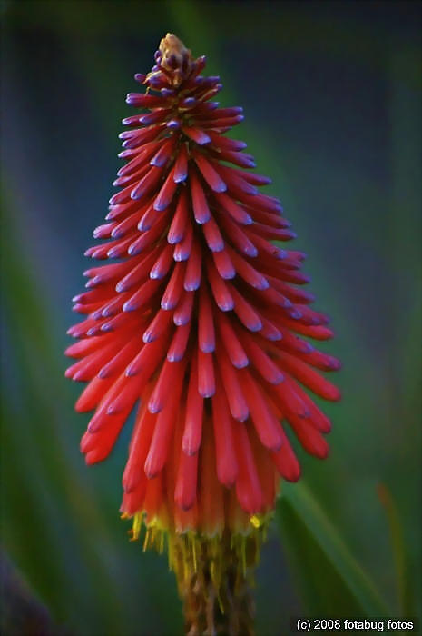 Red Hot Poker