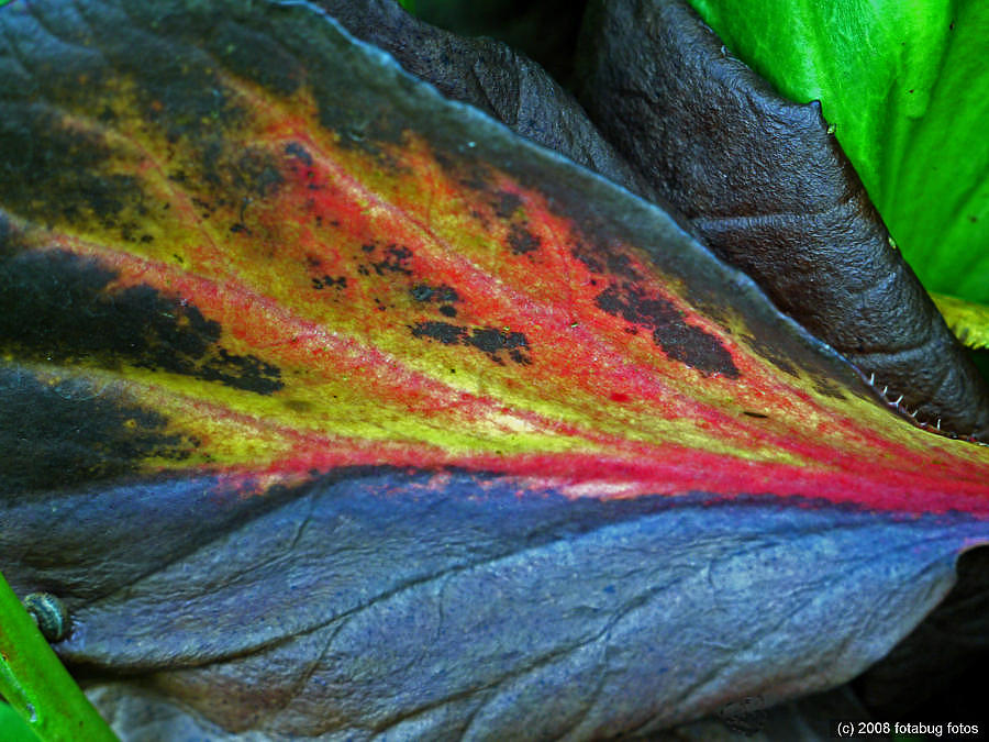 Loud Leaf