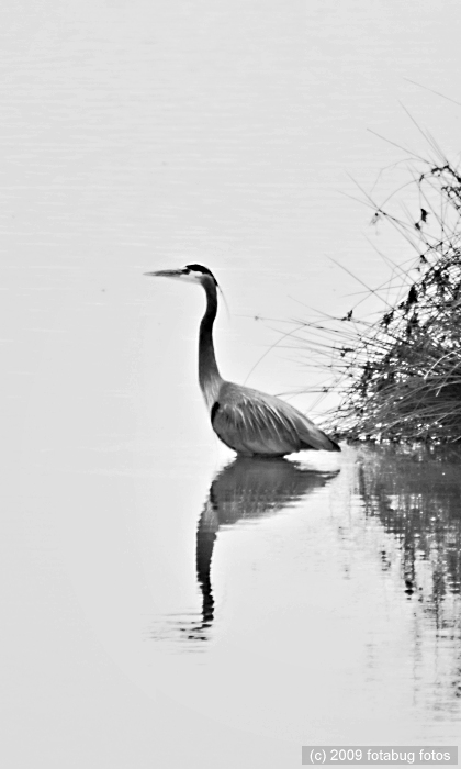 D2x-031909_485bw.jpg