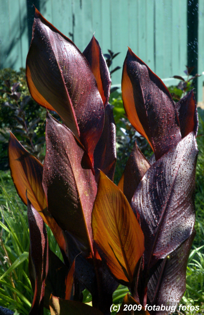 Elephant ears