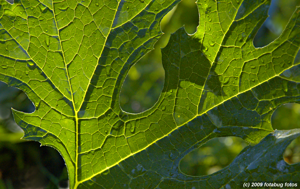 Leaf patterns