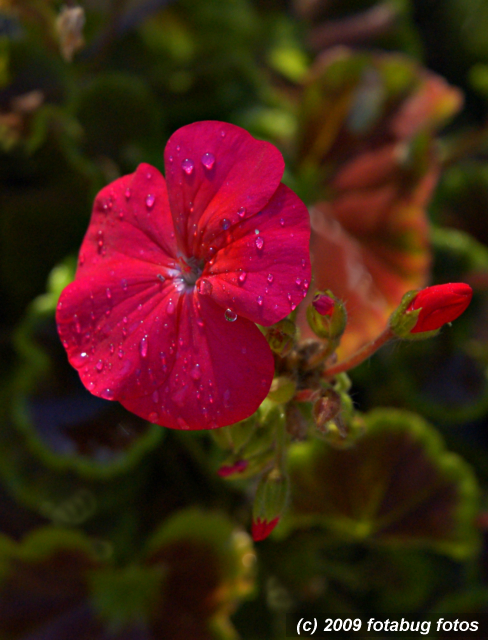 D50-090209_028.jpg