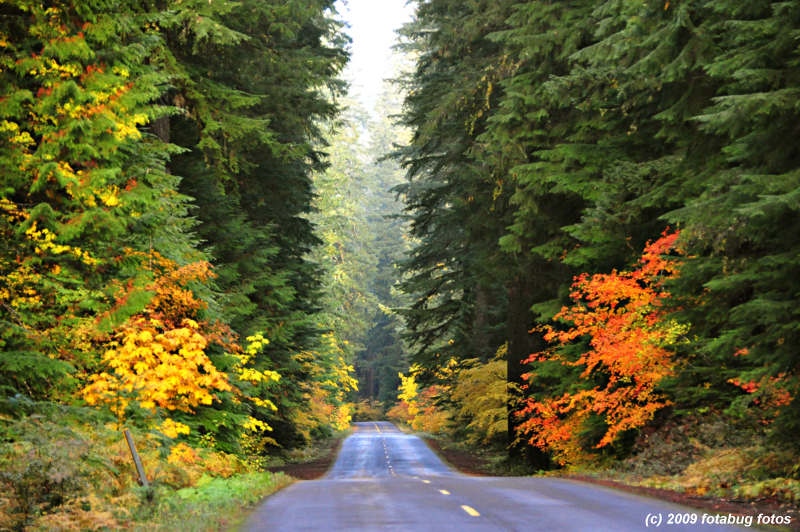 Fall Colors in The Cascades