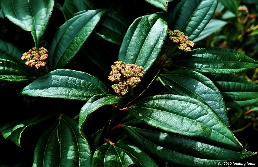 Deep Green Leaves