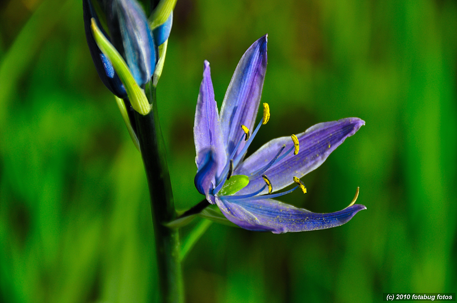 Wild Flower (Camas)