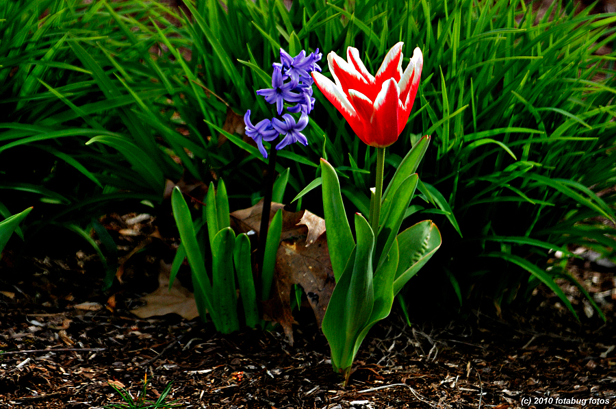 Tulips For You