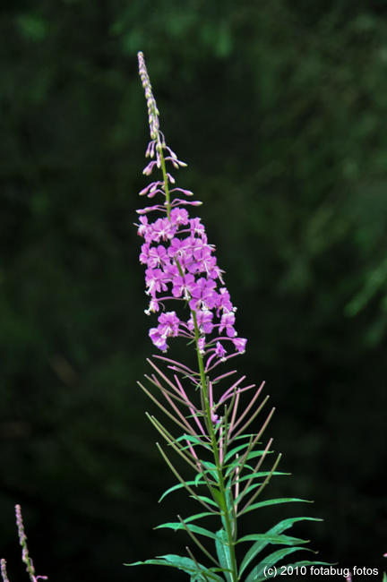 D700-081910_046