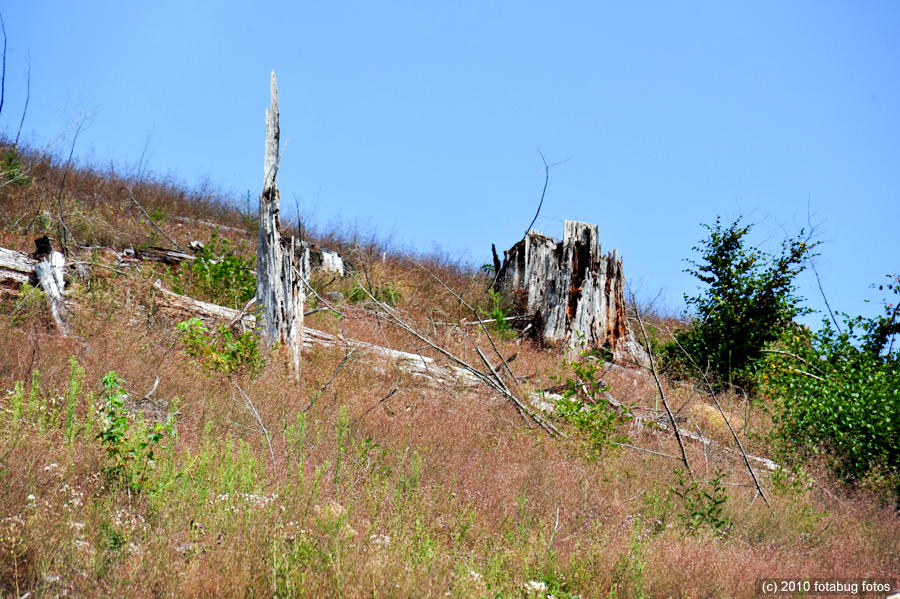 D700-081910_074