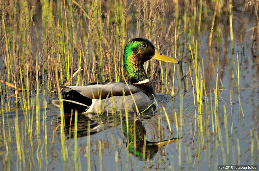 Mallard