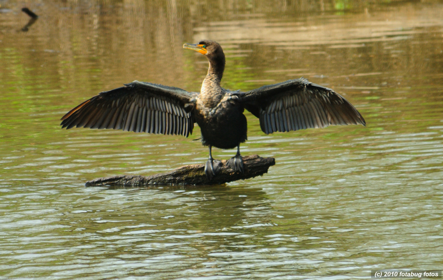 Spread Your Wings