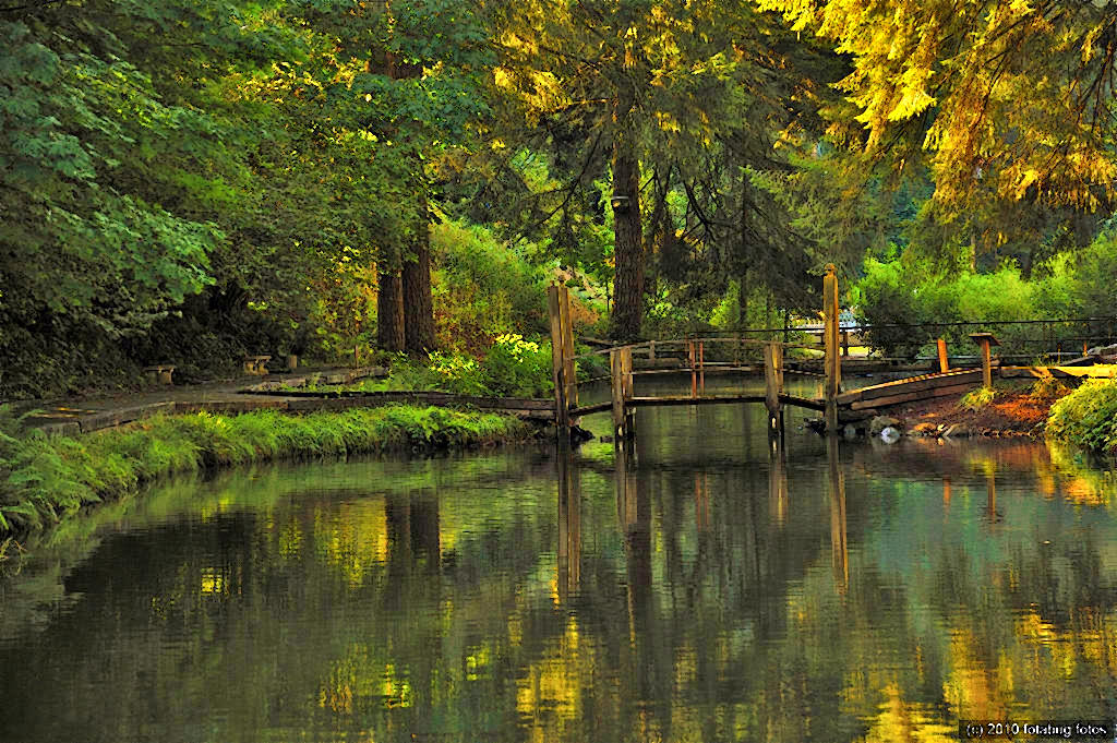Fish Pond at Leaburg Lake
