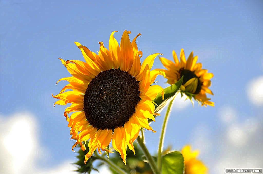 You Are My Sunflower