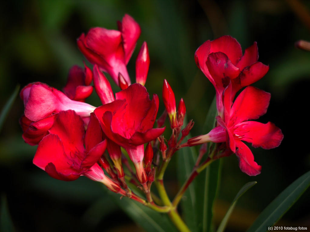Remnants of Summer