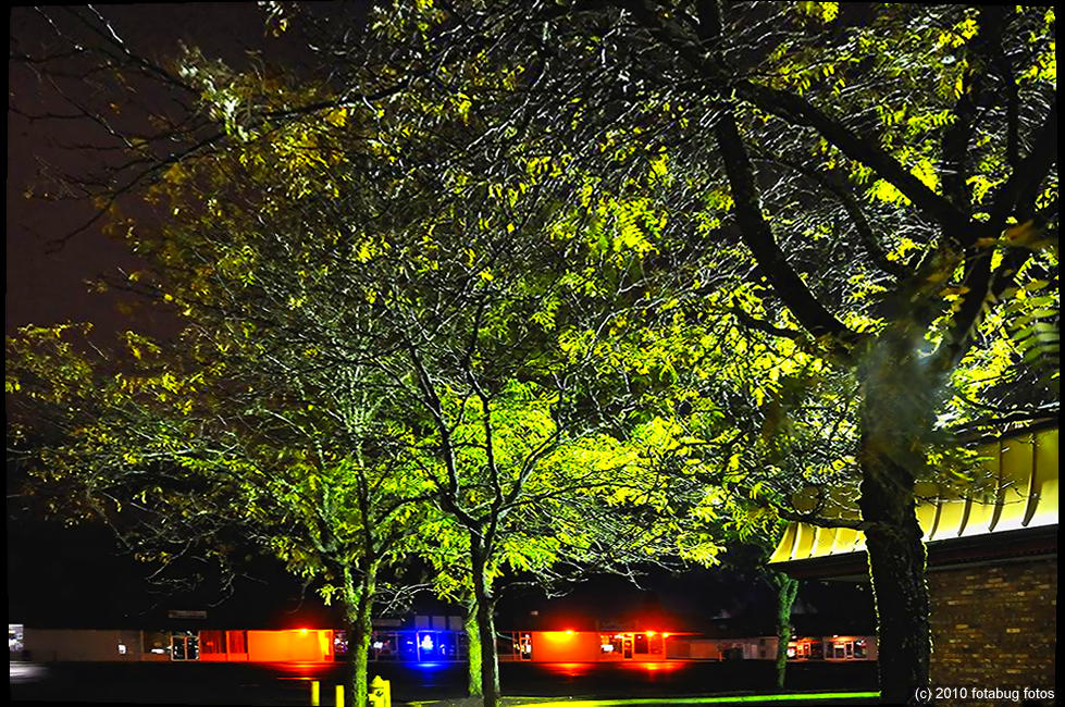 Trees By Street Light