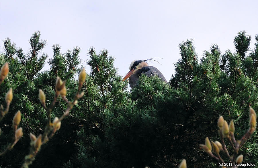 Hiding In A Tree