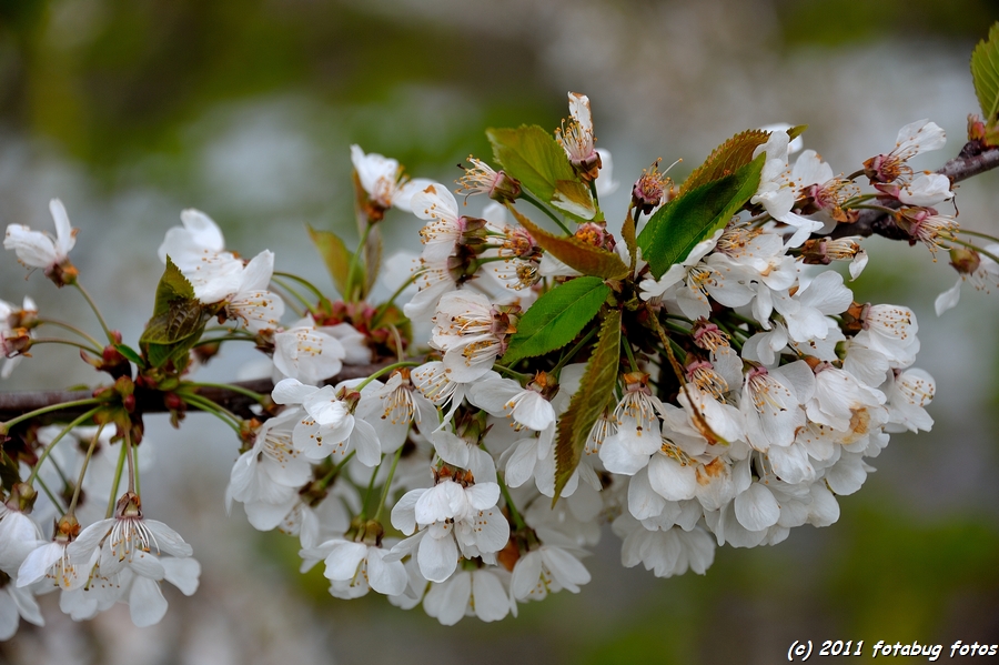D700-042611-145.jpg