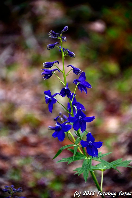 D3-050211-101.jpg
