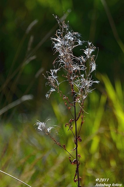 D700-081111-429.JPG