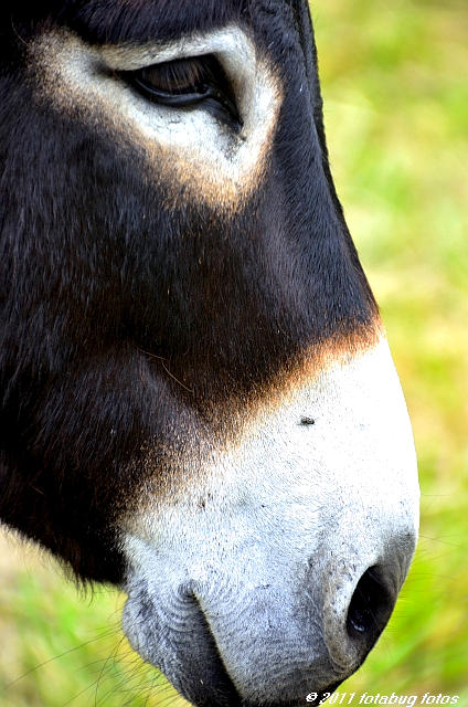 D7000-081311-033.JPG