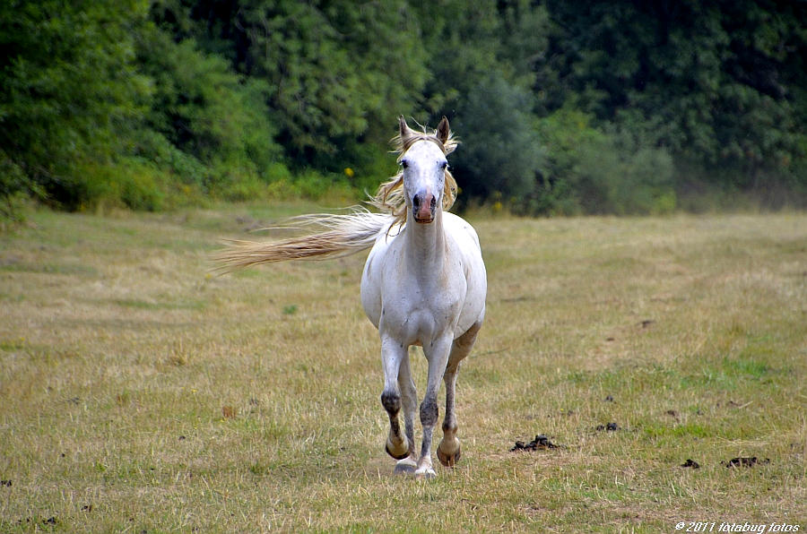 D7000-081311-050.jpg