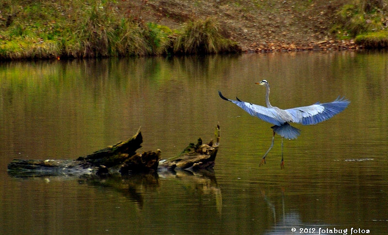 My Friend, The Great Blue Heron