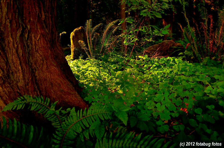 Light In The Forest