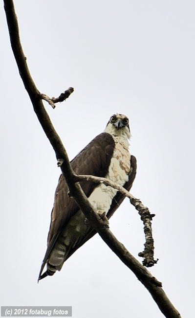 Osprey On Guard