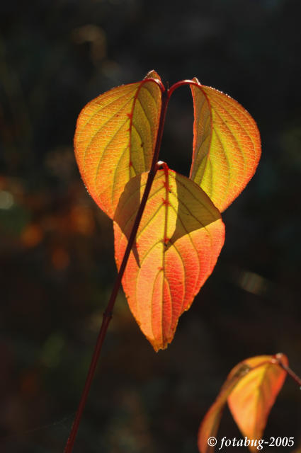Delicious looking leaves