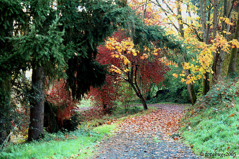 Path to the river