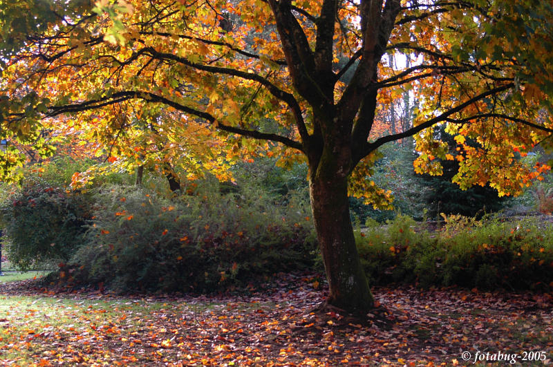 Tree bathed in morning light - Skinner Butte Park