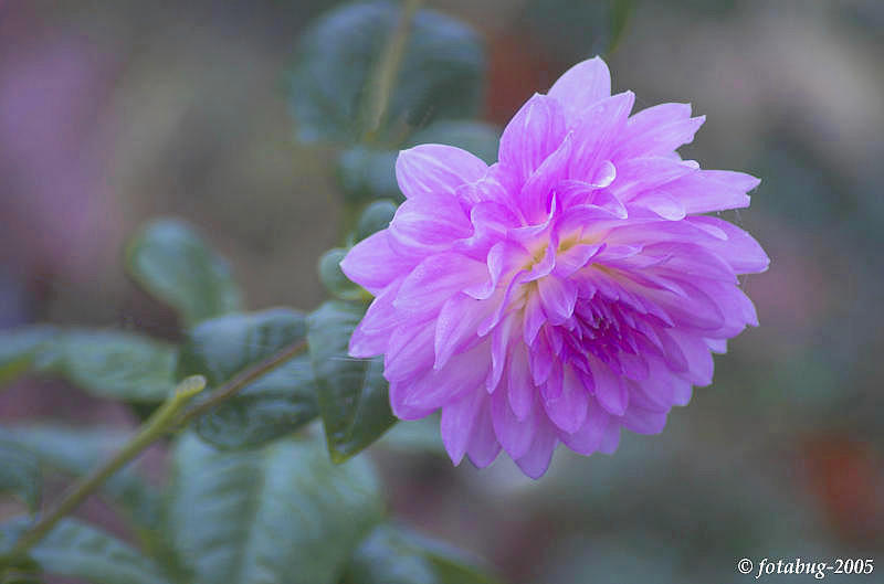 Adding beauty to our life (dahlia)