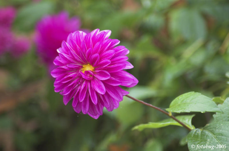 Fall flower - Mum