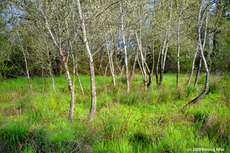 Trees - Whilamut Nature Area