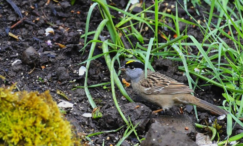 Golden-crowned Sparrow
