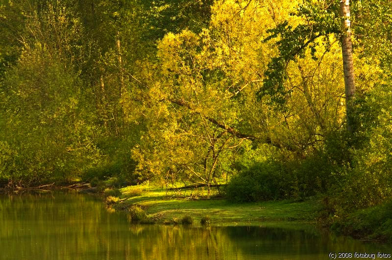 Golden glow at Delta Ponds