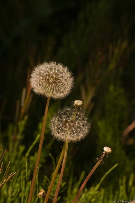 D3-051208-548.jpg