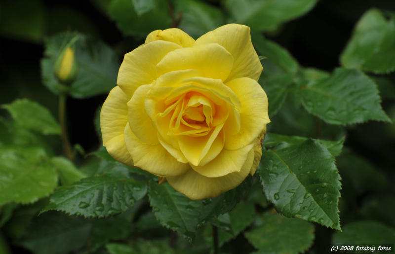 Our lovely yellow rose
