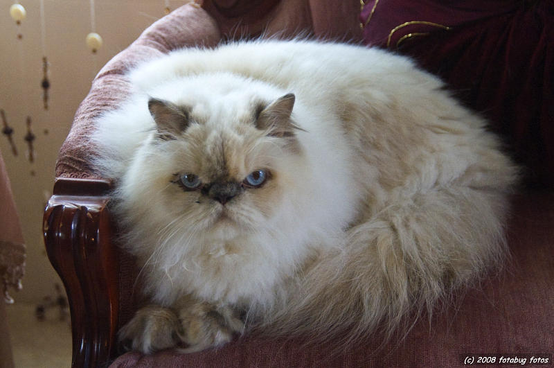 Granddaughters cat