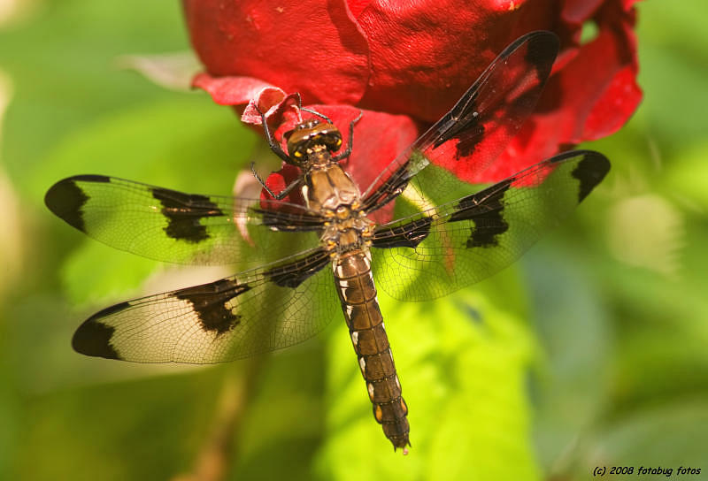 Dragonfly