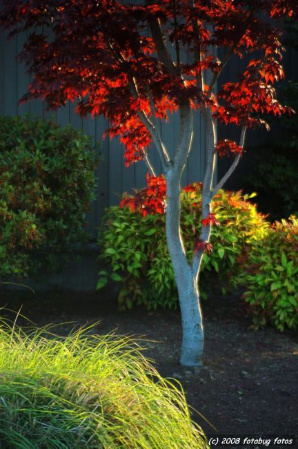Tree in morning light