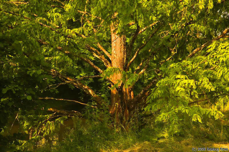 Alton Baker Parks Dawn Redwood