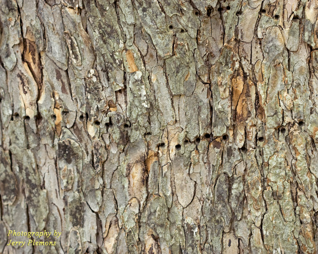Tree Bark with Holes